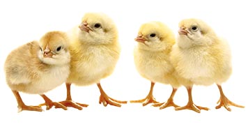 Chicks x 4 | TRS SERVICE